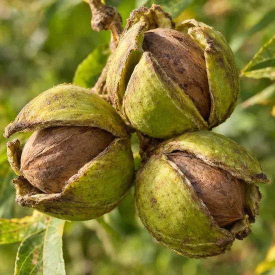 Noyer blanc d'amérique (Carya ovata) — gros plan sur trois fruits à coque