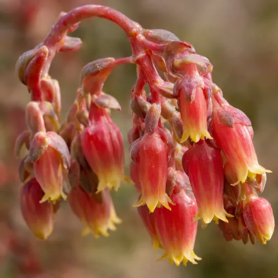 Succulente 'Maruba benitsukasa' (Echeveria nodulosa) — grappes de fleurs tubulaires rouges à bouts jaunes · Photo d'illustration