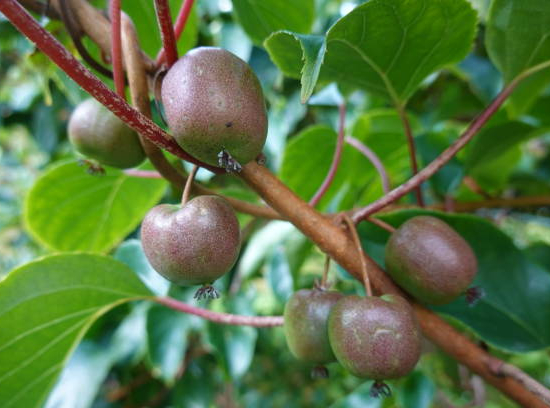 Kiwi 'Kiwai male'
