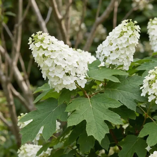 Hydrangea à feuilles de chêne 'Tara' (Hydrangea quercifolia) — grappes de fleurs blanches au-dessus de grandes feuilles lobées