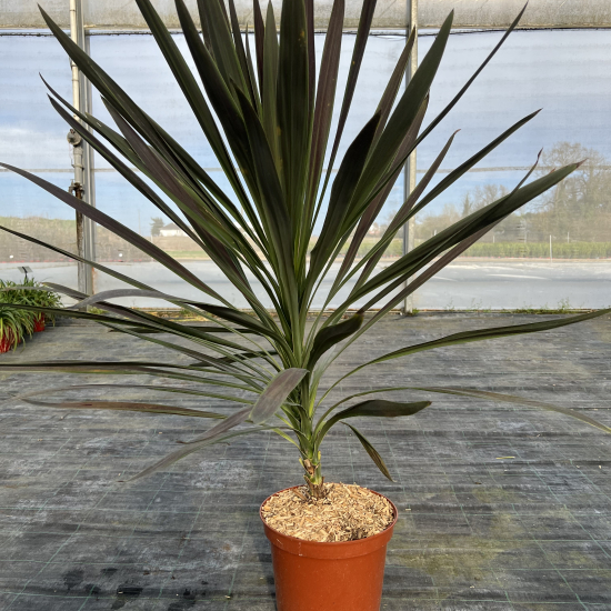 Cordyline 'Choco mint'