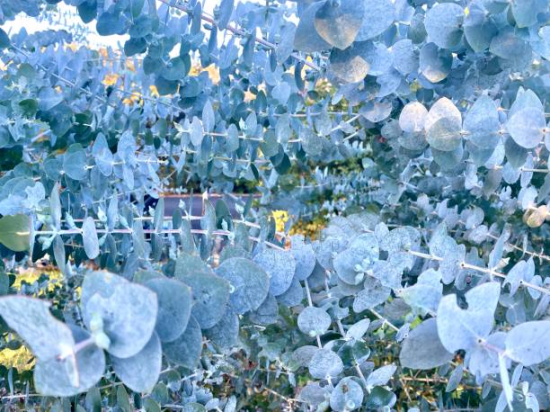 Eucalyptus à feuilles rondes 'Azura'