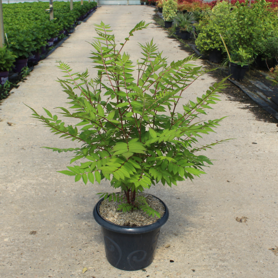 Fausse spirée à feuilles de sorbier 'Sem'