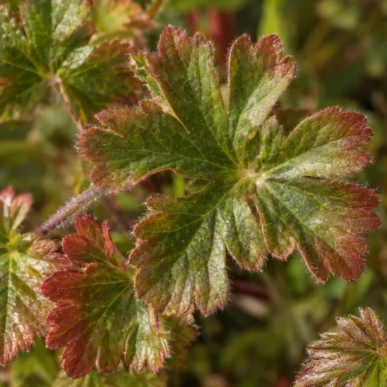 Pélargonium 'Karmina' (Geranium × cantabrigiense) — gros plan sur feuilles palmées bordées de rouge · Photo d'illustration