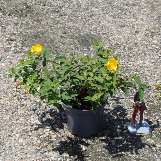 Millepertuis de hooker 'Hidcote'