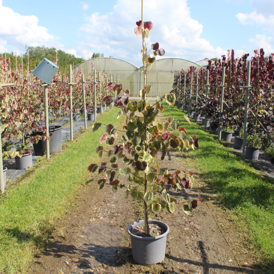 Gainier du Canada 'Carolina Sweetheart'