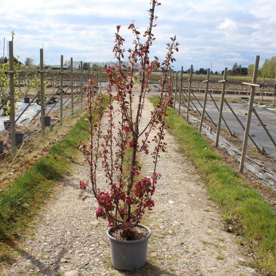 Pommier d'ornement 'Courtarou'