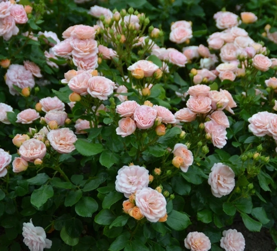 Rosier 'Bordure nacree'