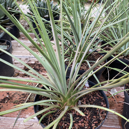 Agave à feuilles striées