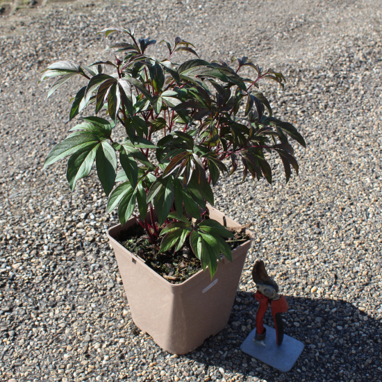 Pivoine 'Karl rosenfield rose framboise'