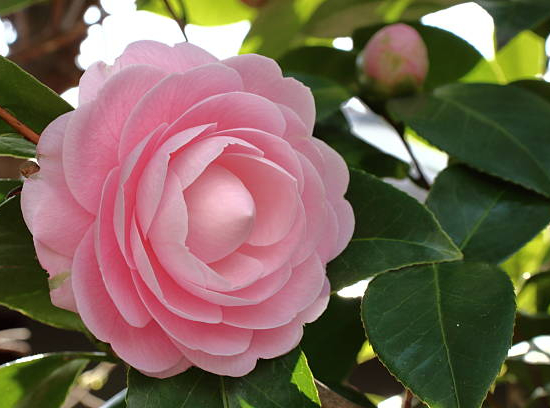 Camélia du japon 'Rose'