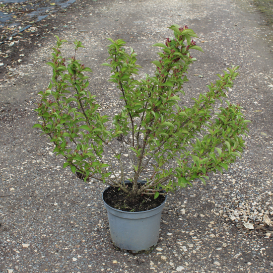 Weigelia 'Stelzneri rose'