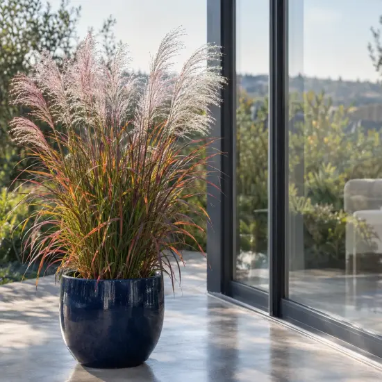 Roseau de chine 'Purpurascens' (Miscanthus sinensis) — grande graminée en pot bleu près d’une fenêtre