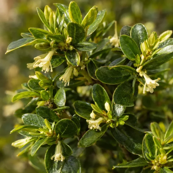 Chèvrefeuille nain 'Garden clouds green breeze' (Lonicera nitida) — feuillage dense avec petites fleurs crème tubulaires · Photo d'illustration