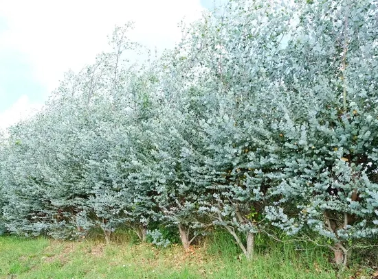 Eucalyptus à feuilles rondes 'Azura'