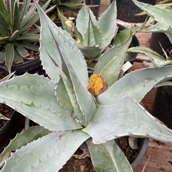 Agave à feuilles ovales