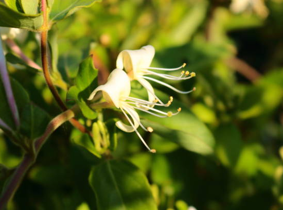 Chèvrefeuille 'Halliana'