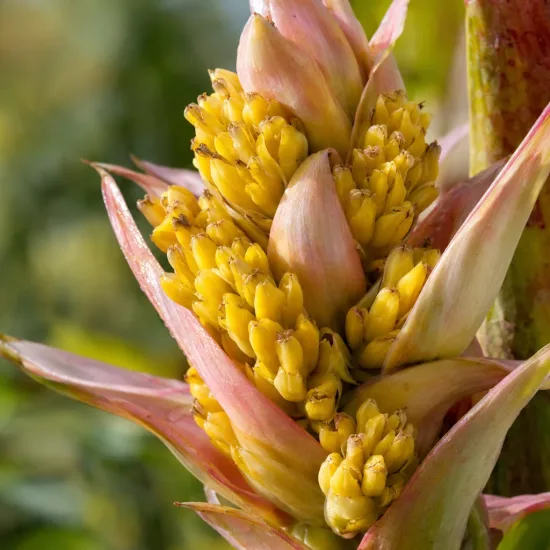 Bananier japonais (Musa himalayensis) — gros plan d’inflorescences jaunes aux bractées rosées · Photo d'illustration