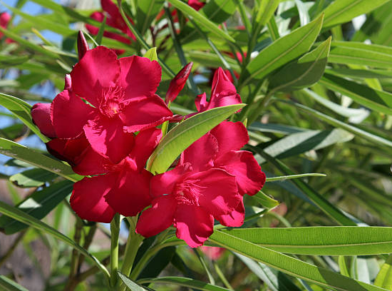 Laurier-rose nain 'Nain rouge maravenne'