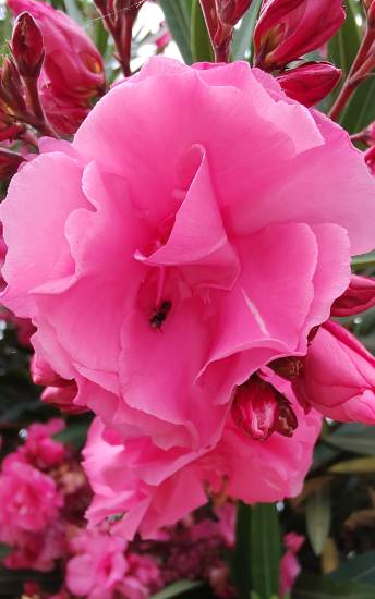 Laurier-rose 'Cavalaire'