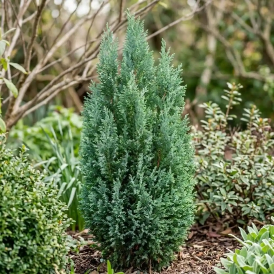 Cyprès de lawson 'Ellwoodii'