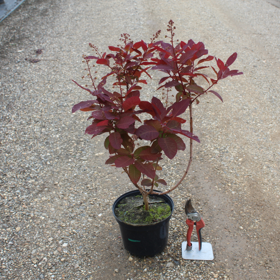 Arbre à perruque 'Grace'