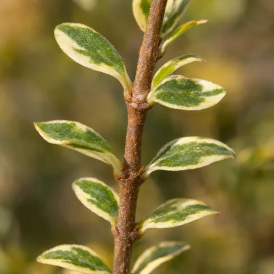 Myrte compact panaché blanc 'Variegata' (Myrtus microphylla) — rameau avec feuilles panachées vert et crème · Photo d'illustration