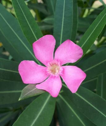Laurier rose 'Thomas'