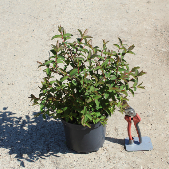 Millepertuis de hooker 'Hidcote'