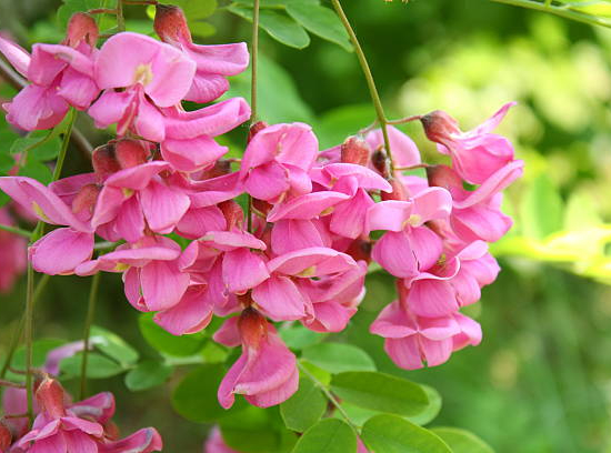 Robinier faux-acacia 'Margaretta georgia da torino'