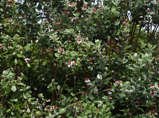 Feijoa 'Unique'