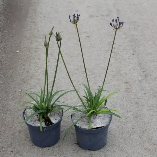 Agapanthe 'Brilliant blue' (Agapanthus) — deux jeunes plants en pot avec hampes florales · Pot 3L