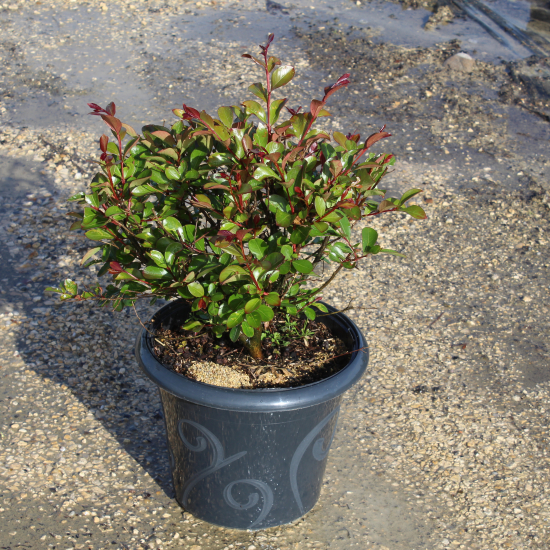 Lilas des indes 'Terrasse rouge'