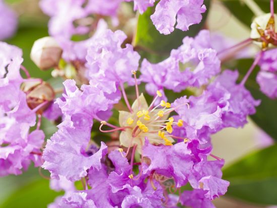 Lilas des indes 'Bonnet violet'