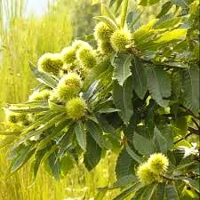 Châtaigner 'Marsol'