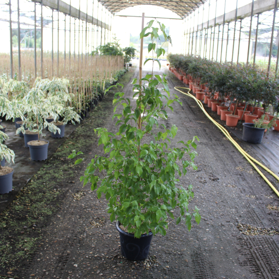 Cornouiller du japon 'Chinensis'