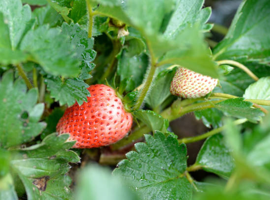 Fraisier 'Gariguette'