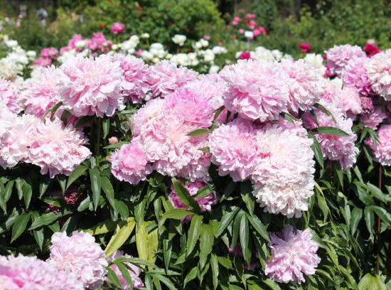 Pivoine 'Sarah bernhardt rose argente'