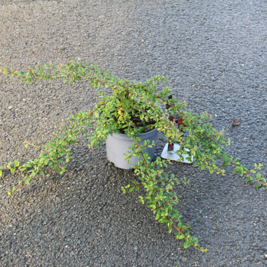 Cotonéaster 'Skogholm'