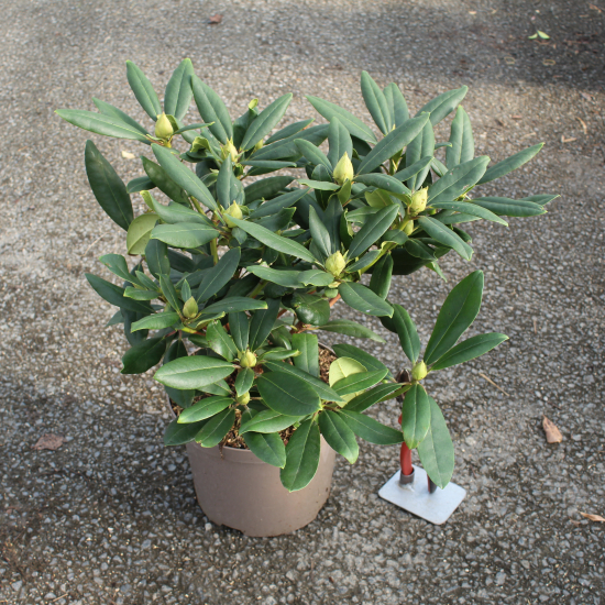 Rhododendron 'Marcel menard violet'