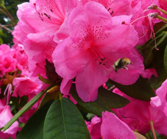 Azalée japonaise 'Carnival rose soutenu'