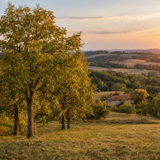 Pacanier blanc (Carya tomentosa) — arbres isolés dans un pré au coucher du soleil · Photo d'illustration