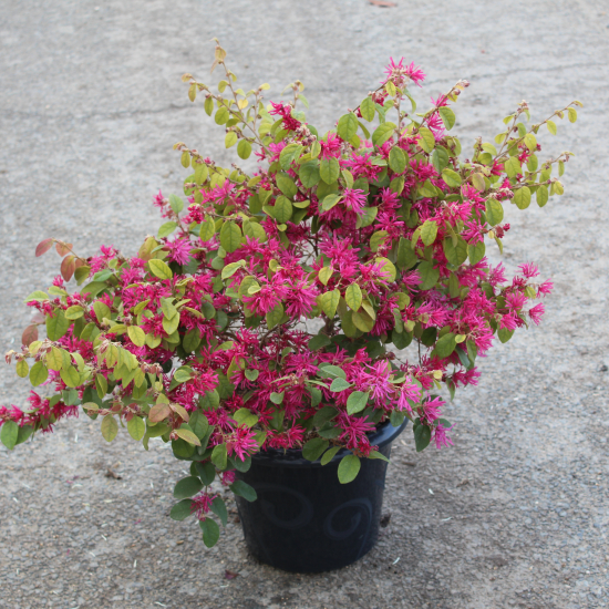 Loropétale de chine 'Blush'