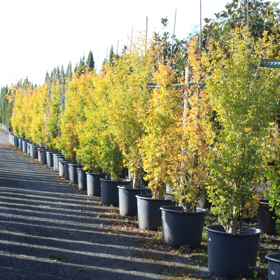 Arbre aux quarante écus 'Fastigiata blagon'