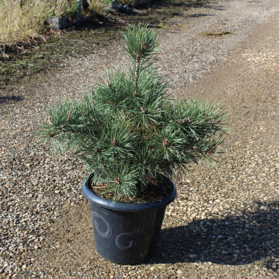 Pin sylvestre 'Repens'