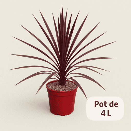 Cordyline 'Paso Doble'