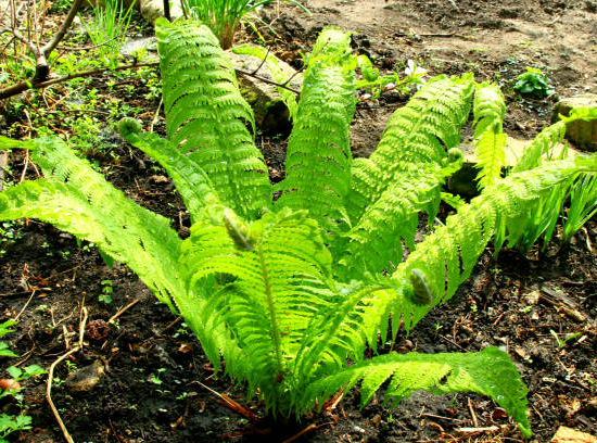 Fougère allemande