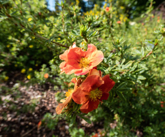 Potentille 'Double punch tango'