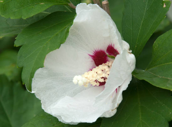 Althéa 'China chiffon'