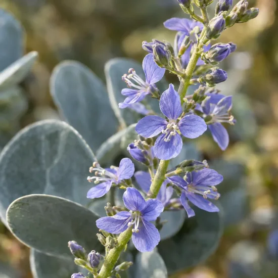 Véronique rampante à feuilles d'eucalyptus (Parahebe perfoliata) — grappes de petites fleurs bleues et feuillage rond